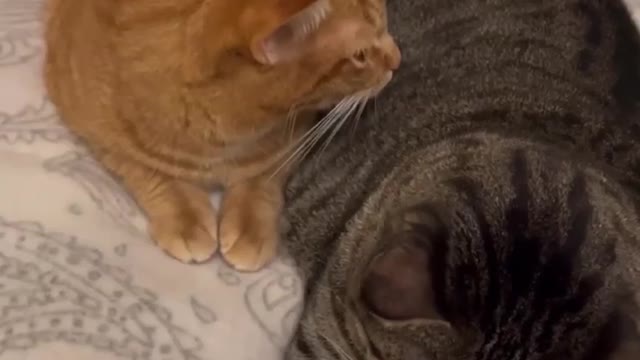 When Cats Fall in Love #19 - Cute Cats