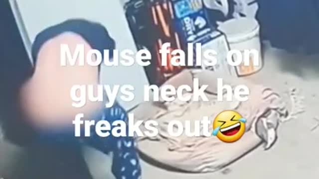 mouse falls on guys neck he freaks out #funny #omg