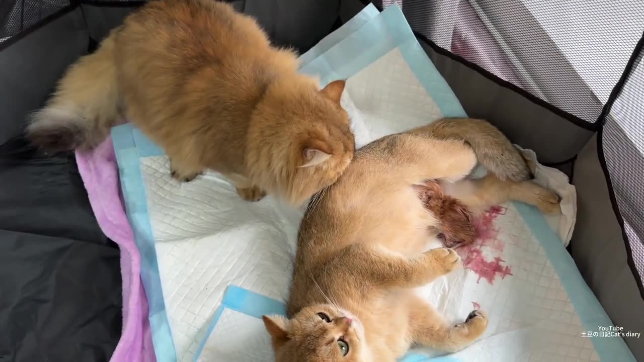 kikig--_ I_m going to be a mother_ Cute animal videos.Video of mother cat giving birth to kittens