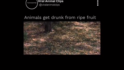 Animal video