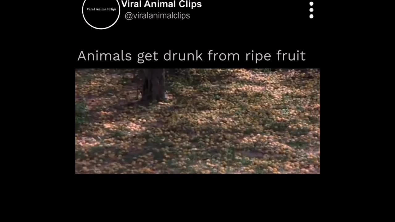 Animal video