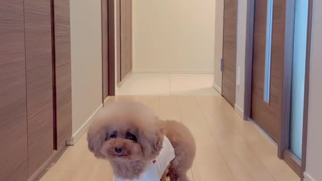 The princess l
