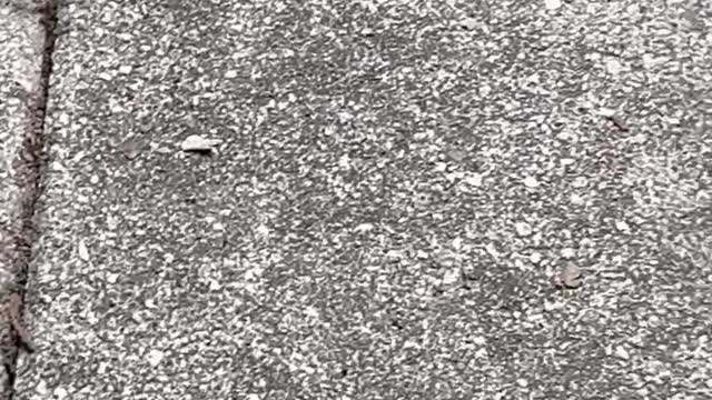Finding a Frog Burrowed in Plant Pot