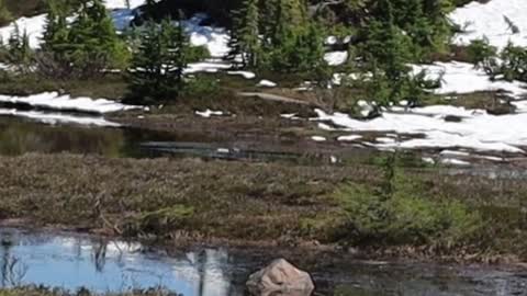 PICTURE LAKE MT. BAKE WASHINGTON