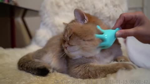 Massaging the fluffy cheeks Hosico