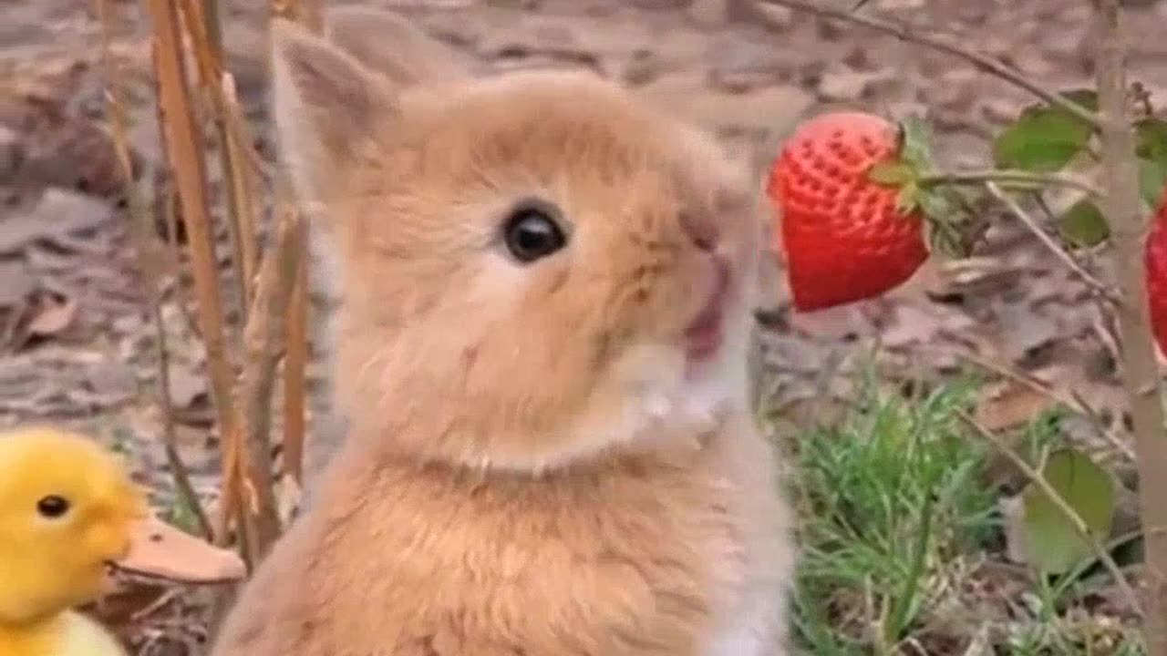 baby dogs and rabbit eating cucumbers