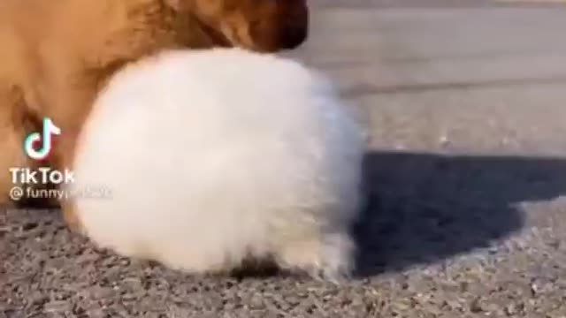 Cute Dog and Rabbit