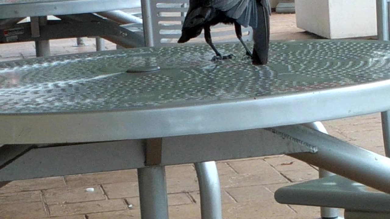 Fighting black bird