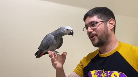 What a Trained African Grey Parrot Is Like_p2