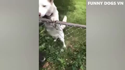 Funny Dogs And Cats