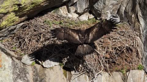 BALD EAGLE VS GOLDEN EAGLE - Which is more powerfull