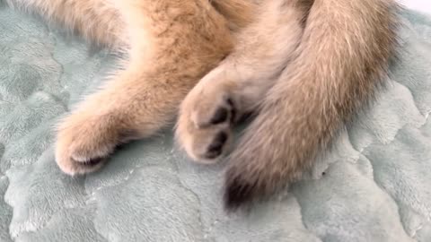 Kitten potato and kitten kikig have a very deep relationship