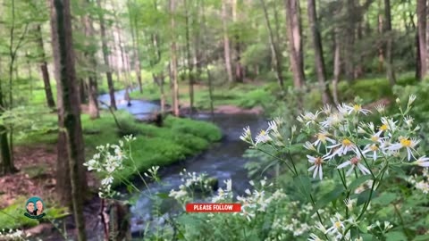 ABSOLUTE BEAUTY OF A STREAM IN NATURE #explore