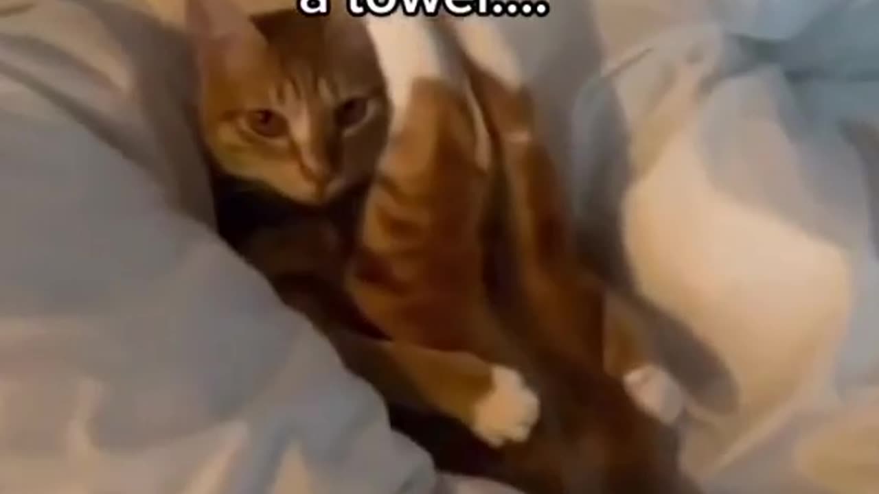 That cat đ± was just imitating the ownerâs đ«lol!