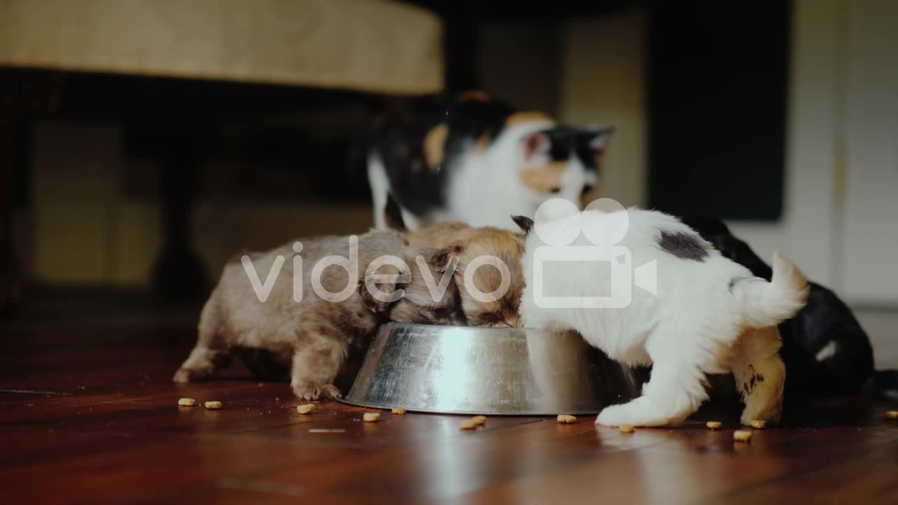 Funny Little Puppies Eat From A Bowl