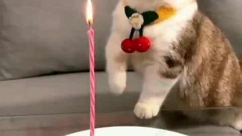 Funny cute cat's