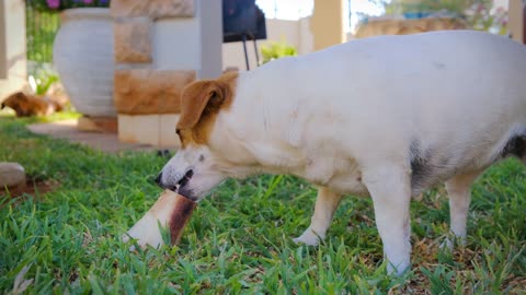 Dogs is playing in garden