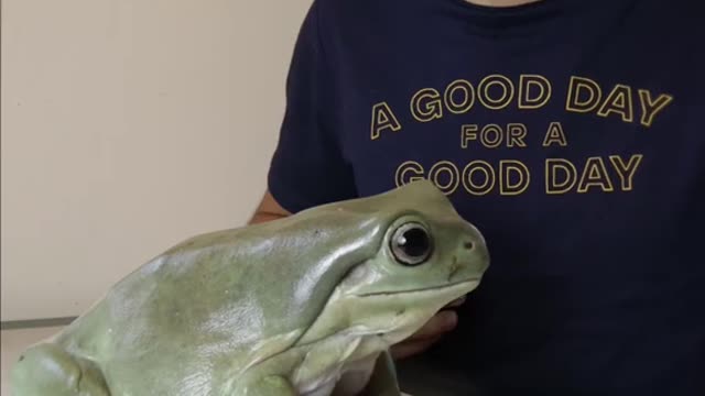 Reply to femcafisO's comment you don't have enough frog videos