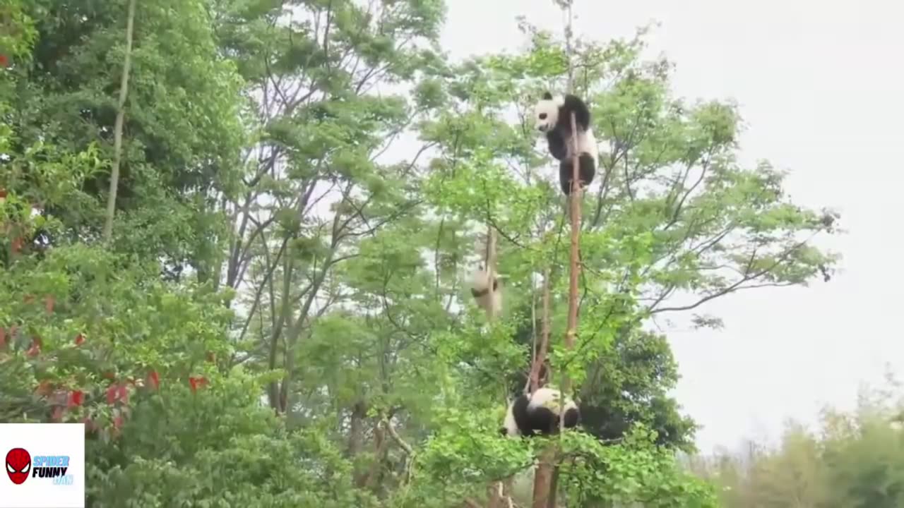 panda on slides