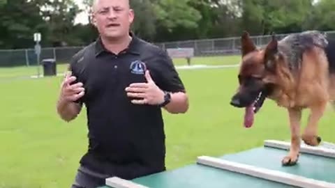 Exercising with a German Shepherd