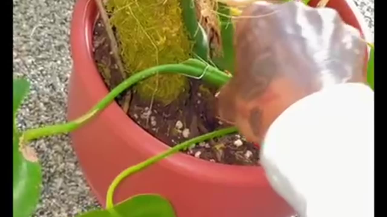 Copper coils for your indoor plants.