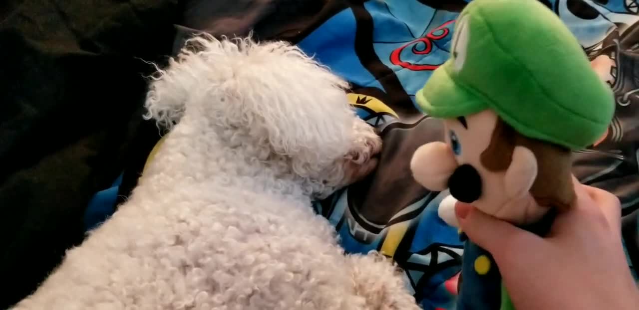 Luigi pets a dog for 20 something seconds