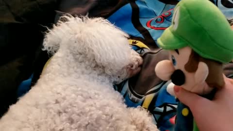 Luigi pets a dog for 20 something seconds