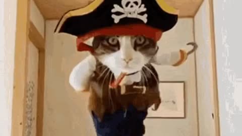 Cute Cat Gif