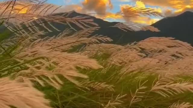 # autumn # wind # missyou # sky # sunset # foryou# beauty # tiktok # scenery