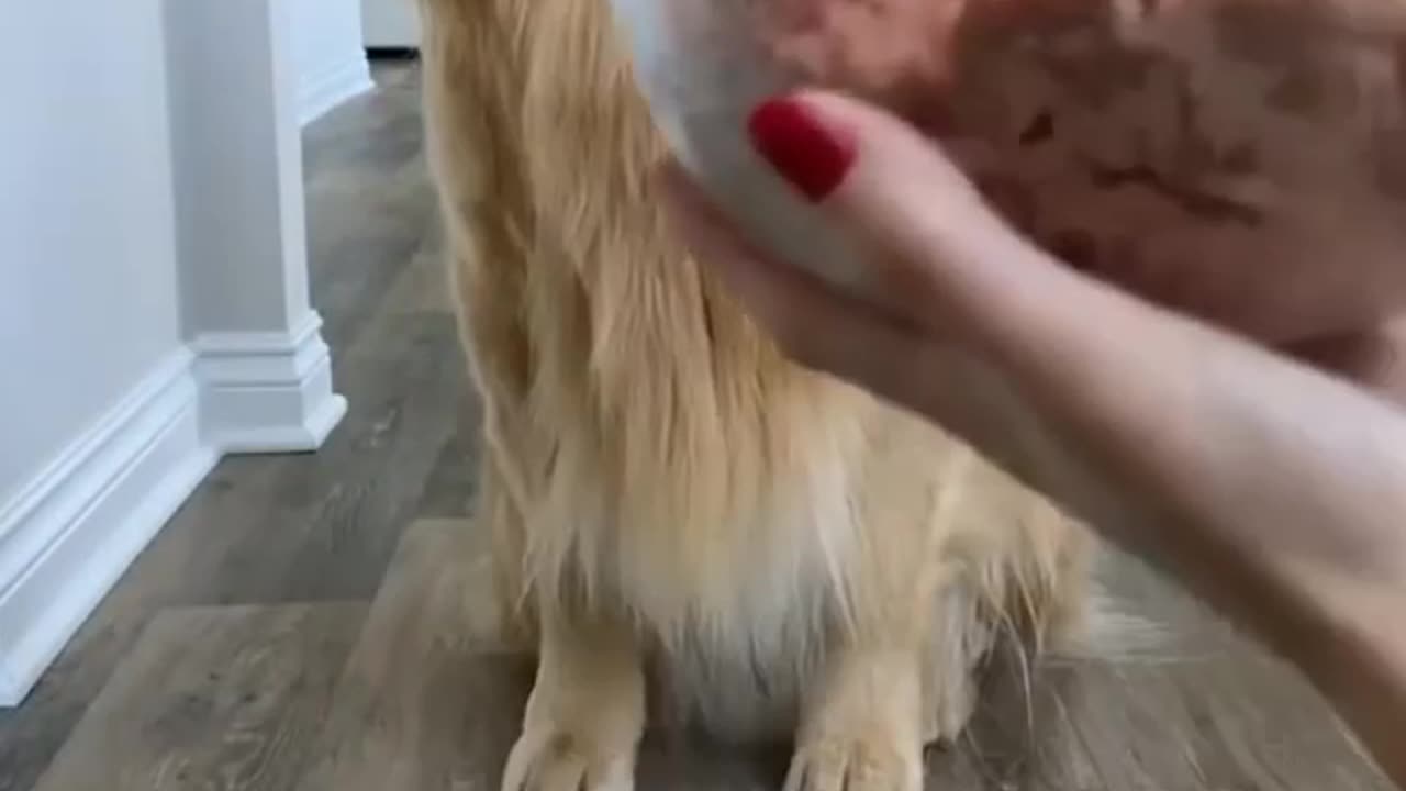 Cute dog