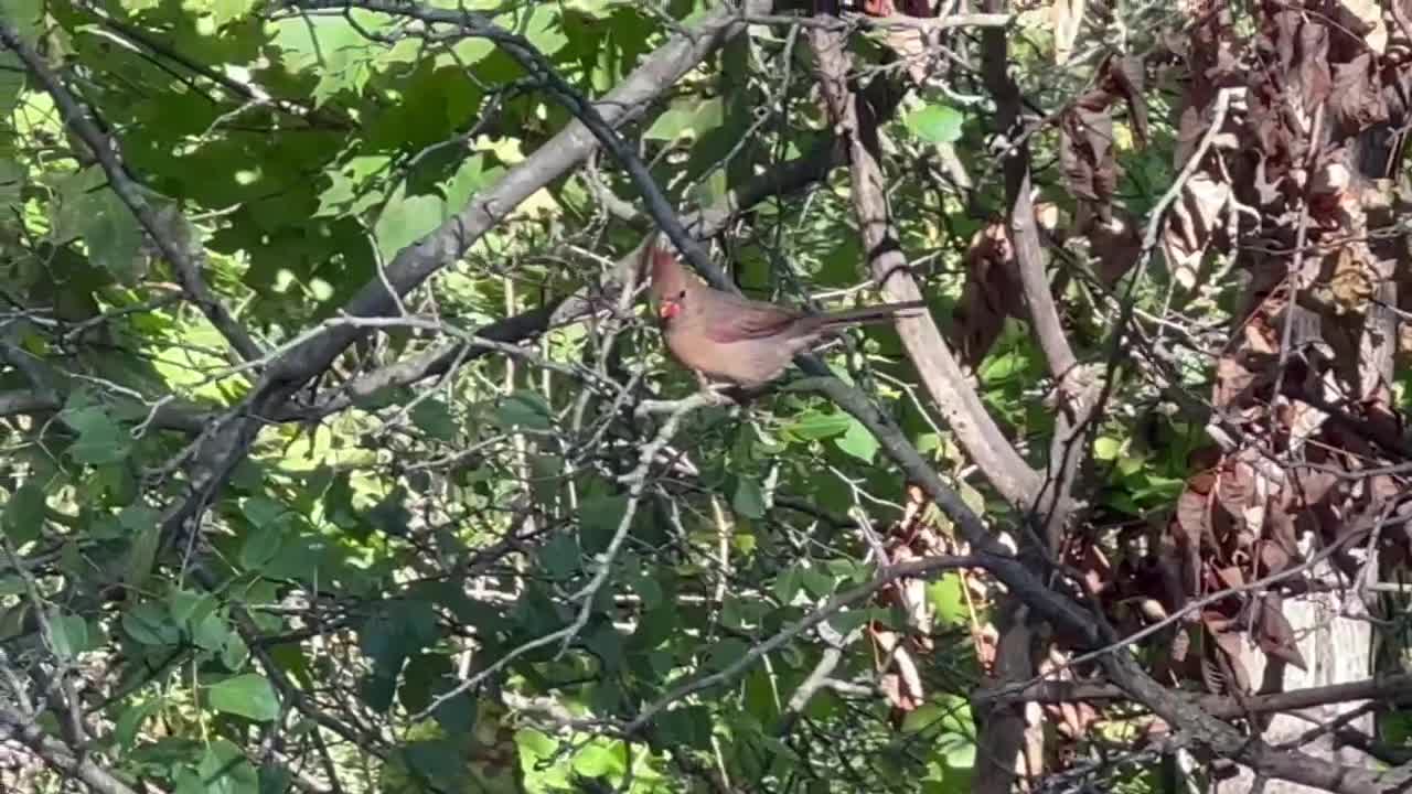 Cardinals and Red-Tailed squirrel