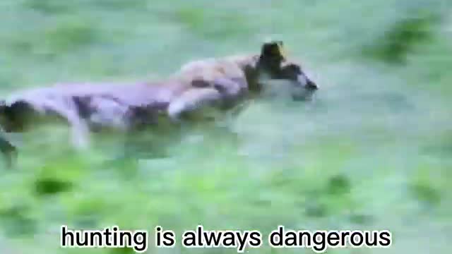 A galloping lion hunts versus a galloping zebra