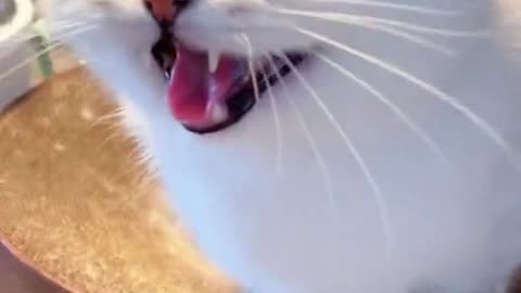 Cat funny TikTok video