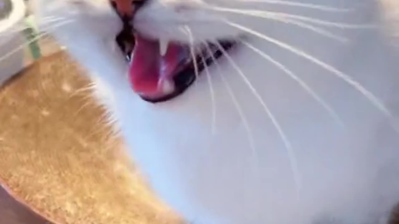 Cat funny TikTok video