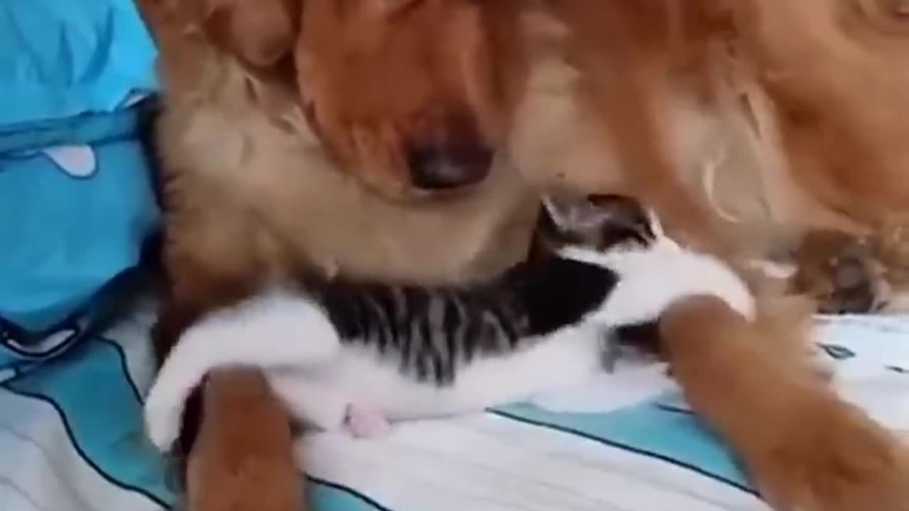 Cute cat and dog friendship