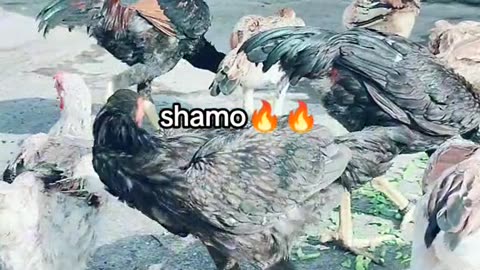 Shamo Aseel