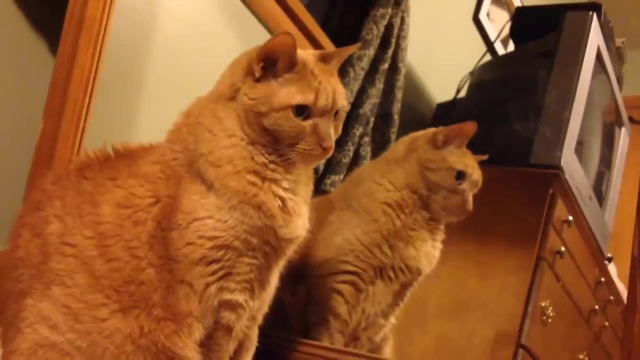 Funny Animals Moments Compilation