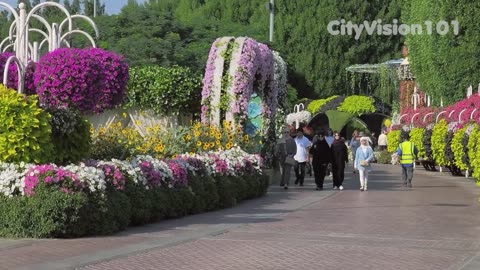 Dubai Miracle Garden. Beautiful flower garden in Dubai.