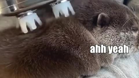 An otter encounters a massager