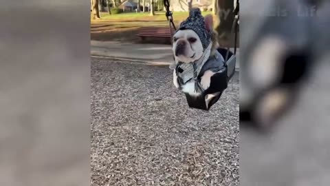 Funny Pets that will Brighten Your Day #1