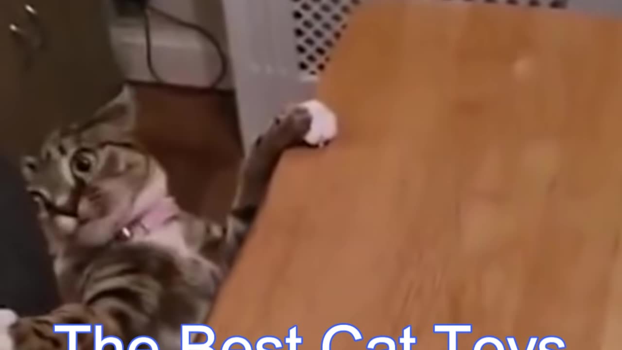 #funny video# funny cat#funny animal