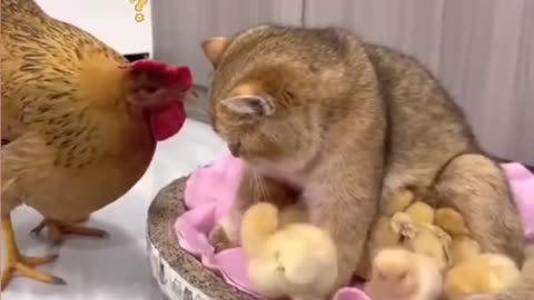 Funny cat and hen