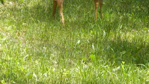 Baby deer