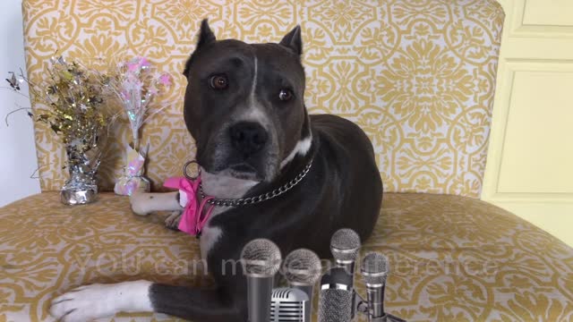 Dog Advocates for Voting Why Your Vote MATTERS + GIVEAWAY! 🤩 The Blue Nose Pit Bull