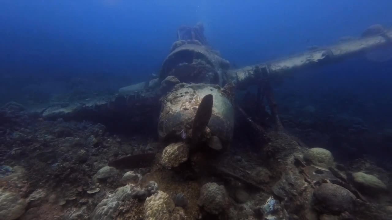 a beautiful dive in Palau