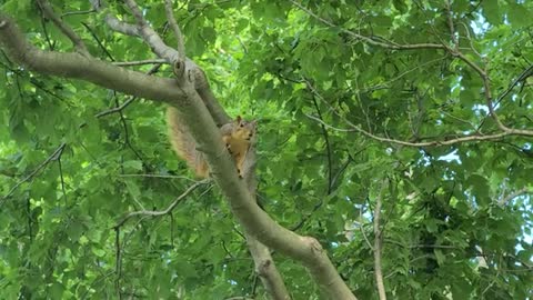 Squirrel barking