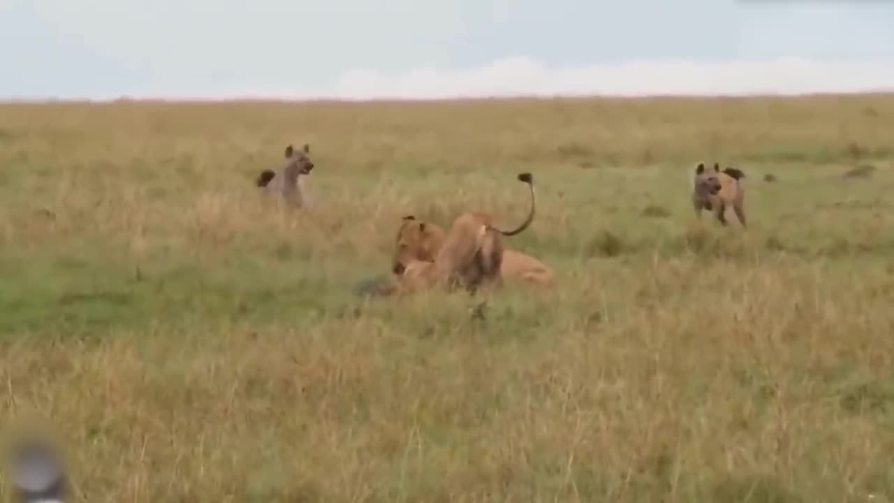 Teasing The Lion, The Hyena Was Suddenly Attacked Tragically And Painfully Disabled