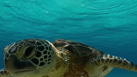 Amazing Turtle