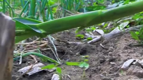 Rabbit eating corn | Beautiful Rabbit