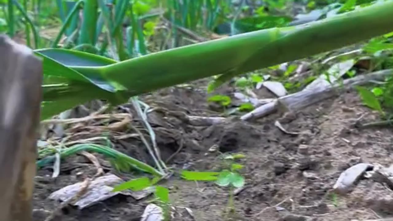 Rabbit eating corn | Beautiful Rabbit